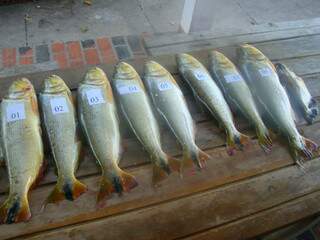 Foram apreendidos 11 quilos de pescado da espécie “dourado”. (Foto: Divulgação/PMA) 