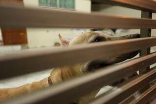 Cachorros da raça Pit Bull foram os primeiros alvos de envenenamento segundo moradores. (Foto:Marcelo Vitor)