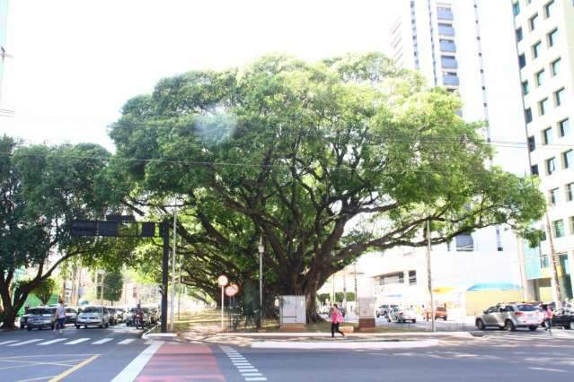 C&eacute;u amanhece aberto e dia ser&aacute; ensolarado na Capital