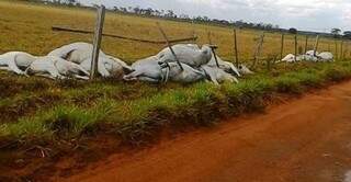 Fios energizados caíram sobre a cerca de arame de uma propriedade rural, matando 26 cabeças de gado entre touros, vacas enxertadas, bezerros e novilhas. (Foto: A Gazeta News)