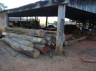 Policiais encontraram 11 toras de madeira da espécie “peroba”. (Foto: Divulgação/PMA) 
