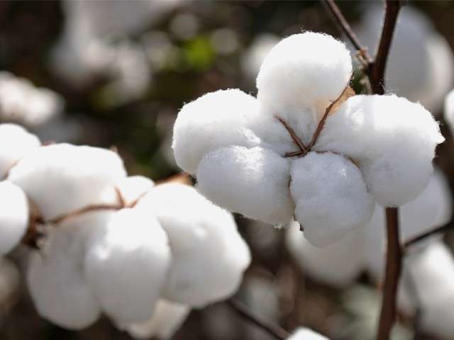 Leil&atilde;o comercializa 13 mil toneladas de algod&atilde;o em pluma de MS