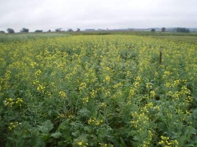 Embrapa faz dia de campo com resultado de pesquisa para safra outono-inverno