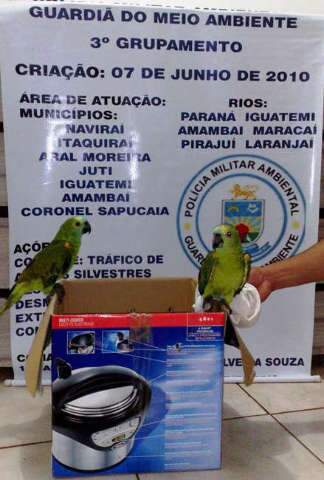  PMA autua turista paulista em R$ 1 mil por compra de papagaios em Navira&iacute;