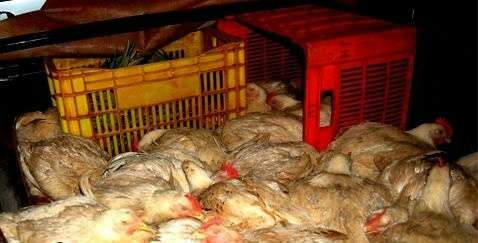 Sargento da PM e caseiro de fazenda de ex-prefeito presos por furto de frangos