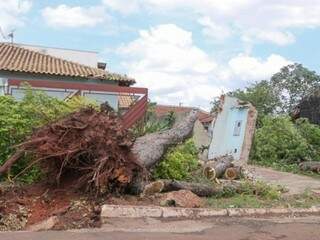 Árvore de grande porte foi arrancada pela raiz e destruiu parte do muro da residência (Foto: Marcos Maluf) 