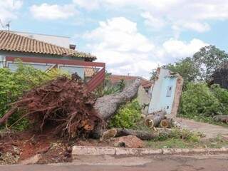 &Aacute;rvore de grande porte cai durante chuva e destr&oacute;i muro no Cai&ccedil;ara 