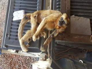 Macaco encontrado ferido em fazenda de Três Lagoas (Foto: JP News)