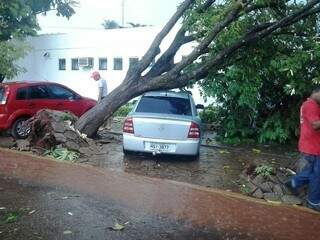 Árvore caiu sobre carro em estacionamento da Prefeitura da cidade após vendaval nesta tarde