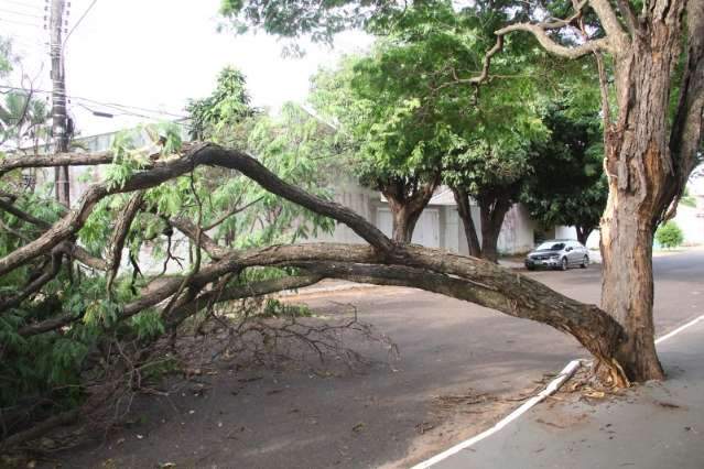 Equipes da prefeitura ainda retiram &aacute;rvores que ca&iacute;ram s&aacute;bado na Capital
