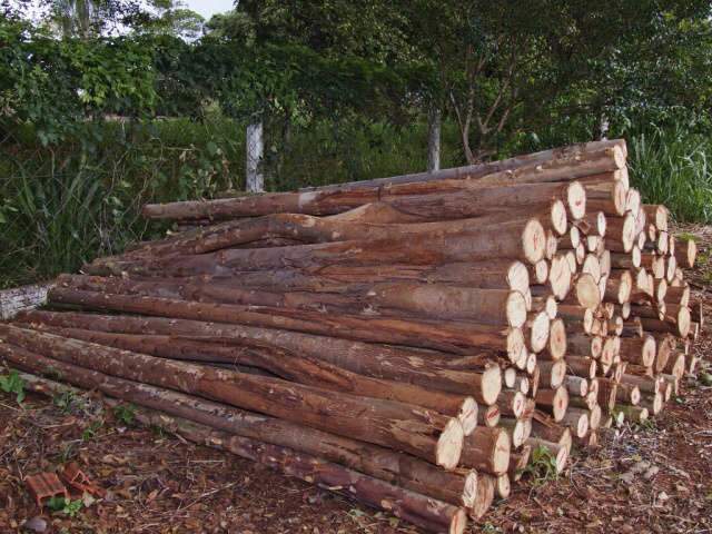  Florestas recuperam solos degradados e geram renda em MS