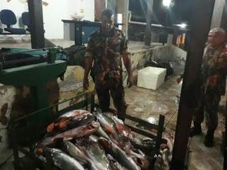 Pescado somou mais de meia tonelada, sendo transportada ilegalmente (Foto: Divulgação)