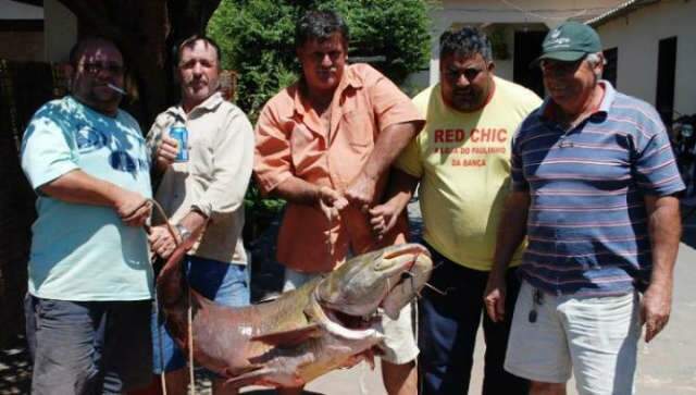  Pescadores capturam Ja&uacute; de 1,60 metro no rio Ivinhema