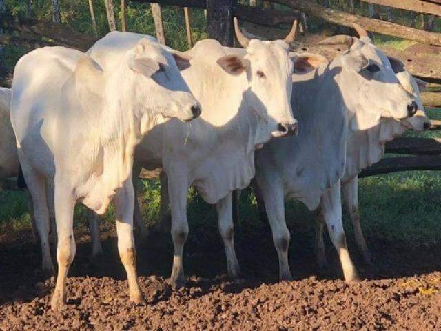 Dupla &eacute; presa ap&oacute;s furtar cabe&ccedil;as de gado para revender carne 