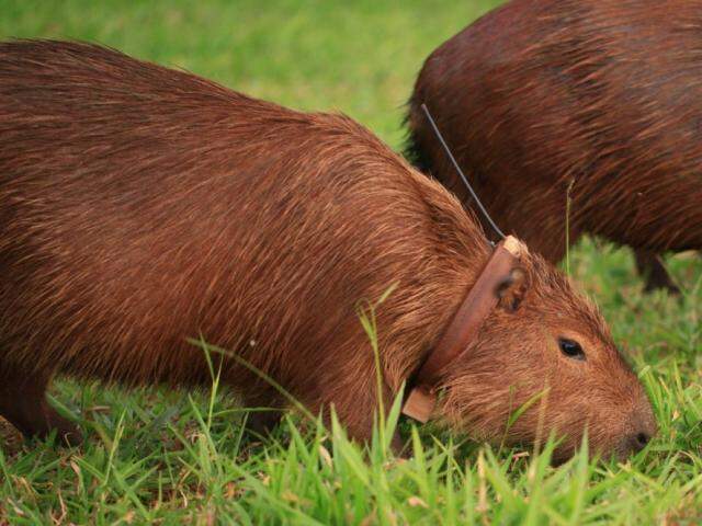 Vídeo mostra tentativa de socorrer uma capivara que ratejava pela ruas de  Campo Grande; animal não resiste, Radar Brasil