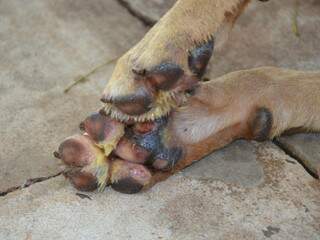 Cão chegou ao CCZ no dia 9 de julho com ferimentos por maus tratos e sintomas de leishmaniose em estado avançado. (Foto: Minamar Júnior)