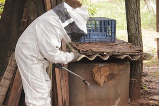 Corpo de Bombeiros exterminou enxame de abelhas que atacou moradores. (Foto: Alan Nantes)