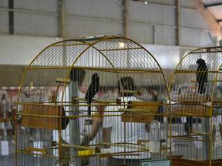 No Brasil há 500 mil criadores de pássaros