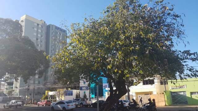 AO VIVO: Calor e tempo seco continuam; ter&ccedil;a-feira com m&aacute;xima de 29&ordm;C na Capital