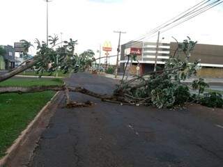 &Aacute;rvore amanhece ca&iacute;da em avenida e impede tr&aacute;fego na Mato Grosso 
