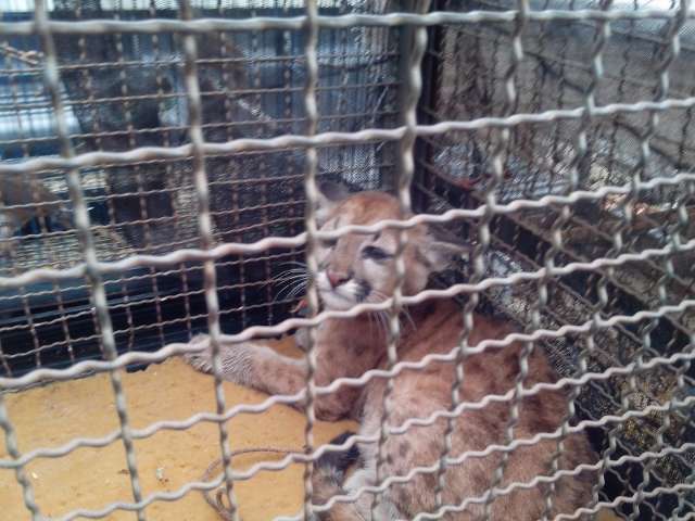 Pol&iacute;cia flagra homem criando filhote de on&ccedil;a em Brasil&acirc;ndia