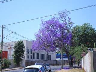 Jacarandá florido na esquina da rua Jeribá com a Raul Pires Barbosa (Foto: Marina Pacheco)