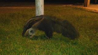 Tamanduá passeando no parque das Moreninhas.