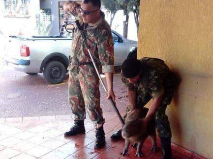 Pol&iacute;cia Ambiental captura capivara que circulava pelo C&iacute;rculo Militar 