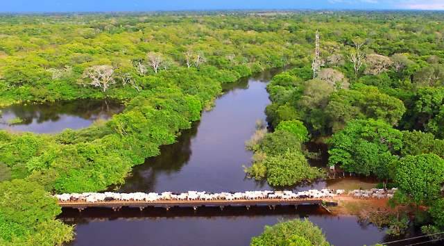 Estradas E Pontes Seguras Facilitam A Retirada Do Gado Do Pantanal Na