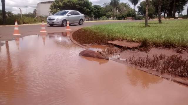 Capivara atropelada comove trabalhador que fica cuidando de animal 