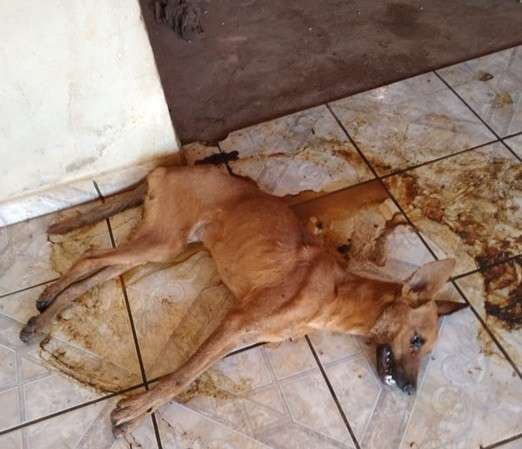 Mulher &eacute; multada em 6 mil depois de abandonar c&atilde;o que morreu de fome