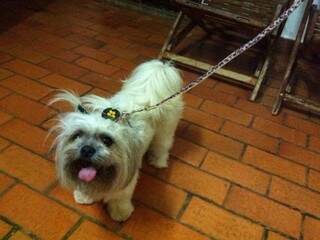 Jojô e sua coleira de oncinha com strass. Foi este o presente que ela ganhou no animal oculto. (Foto: Arquivo Pessoal)