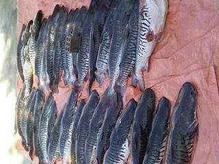 Cacharas e pintados estão entre os exemplares pescados do Rio Apa durante período de piracema (Foto: Direito das Ruas)