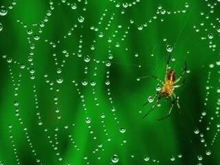 A aranha na teia cheia de orvalho. (Foto: Valter Patrial)