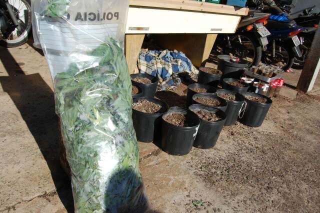  Rapaz compra sementes de maconha pela internet e &eacute; preso com 51 &lsquo;p&eacute;s&rsquo;	