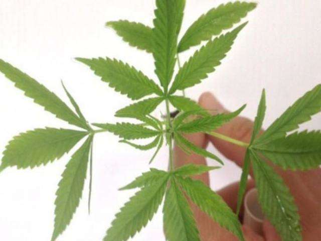 Anvisa aprova regulamenta&ccedil;&atilde;o de medicamentos &agrave; base de maconha 