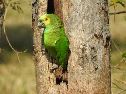 Especialistas alertam para venda ilegal de papagaios neste Natal em MS