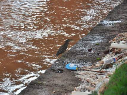  Depois de chuvas, Córrego Prosa exibe “cicatrizes” e problemas antigos
