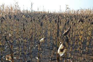 Mais de 100 hectares de milho foram destruídos (Foto: Simão Nogueira) 