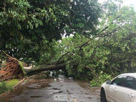 Depois do calor&atilde;o, chove forte, &aacute;rvores caem e bloqueiam ruas