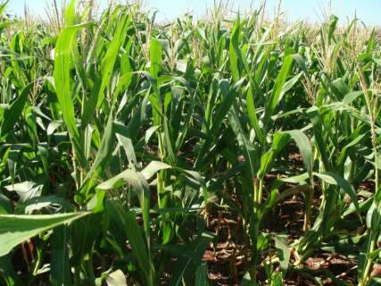  Governo já admite diminuir compensação para safra de milho