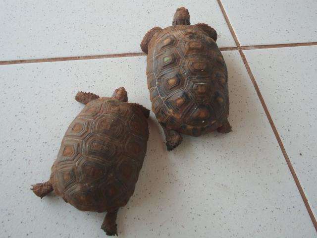 Jovem &eacute; multada em R$ 1 mil pela pol&iacute;cia por criar jabutis em casa