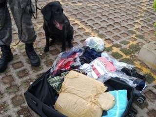 Cão policial que encontrou a droga na mala da suspeita. (Foto: Divulgação/Choque) 