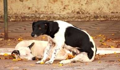 Terceira morte por leishmaniose &eacute; confirmada em Corumb&aacute;