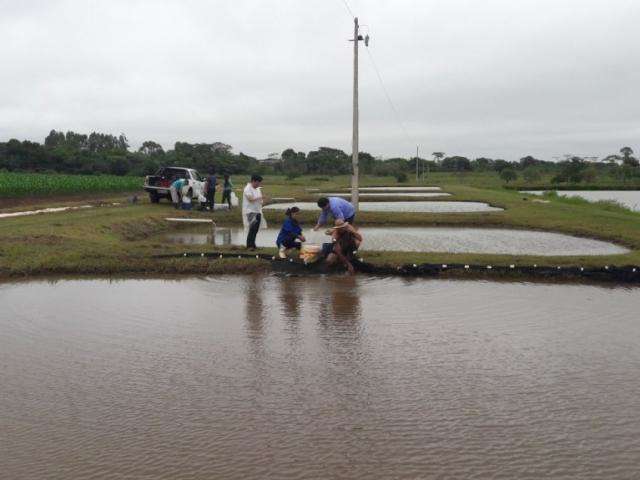 Pesquisa descobre potencial anest&eacute;sico de &oacute;leos de alecrim e cidreira em peixes