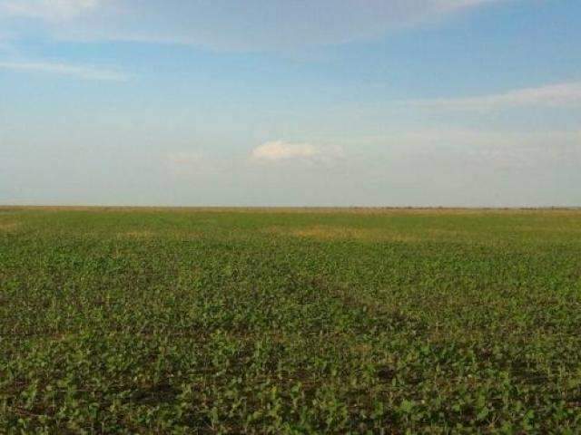 &Aacute;rea plantada de soja bate recorde e MS registra aumento de 140 mil hectares