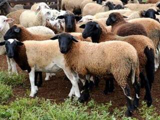 Rebanho de carneiros em propriedade de MS. (Foto: Iagro) 