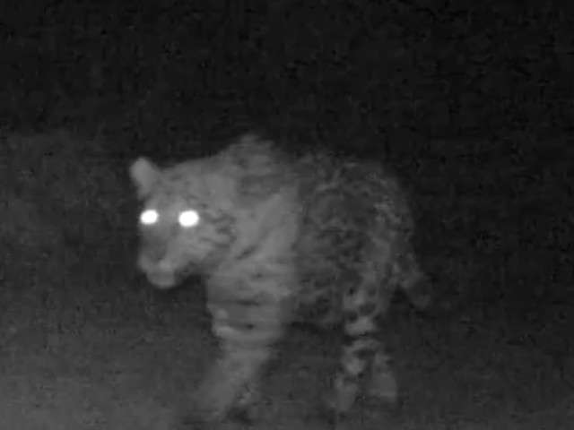 C&acirc;meras de parque ecol&oacute;gico flagram &#039;passeio&#039; de on&ccedil;a-pintada