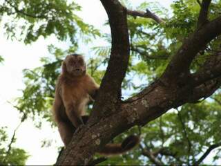  Macaco invade &aacute;rea urbana e faz perip&eacute;cias em Dourados