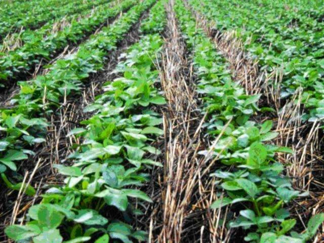 Agricultura sustent&aacute;vel &eacute; tema de debate a partir de amanh&atilde; na Capital